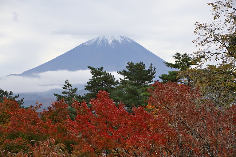 精進湖の富士山と紅葉（１１月５日）_c0057265_304044.jpg