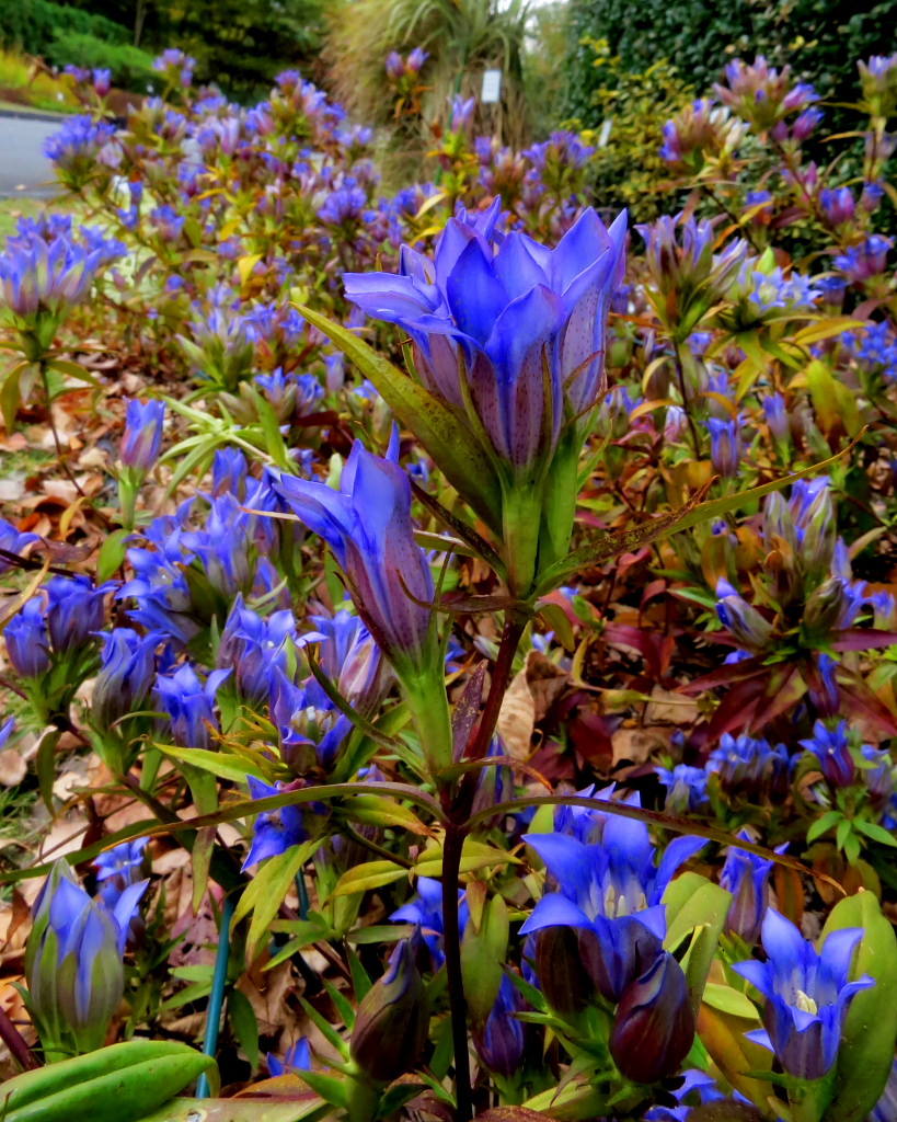 森林公園で草もの、ほか_c0305565_18045683.jpg