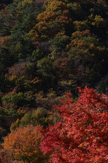 11/4　富士山紅葉-4_c0169275_2032471.jpg