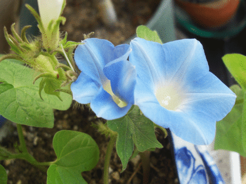c0095679_15415518.gif