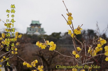 大阪城公園　梅の花　_c0229483_8423181.jpg