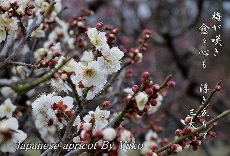 大阪城公園　梅の花　_c0229483_842717.jpg