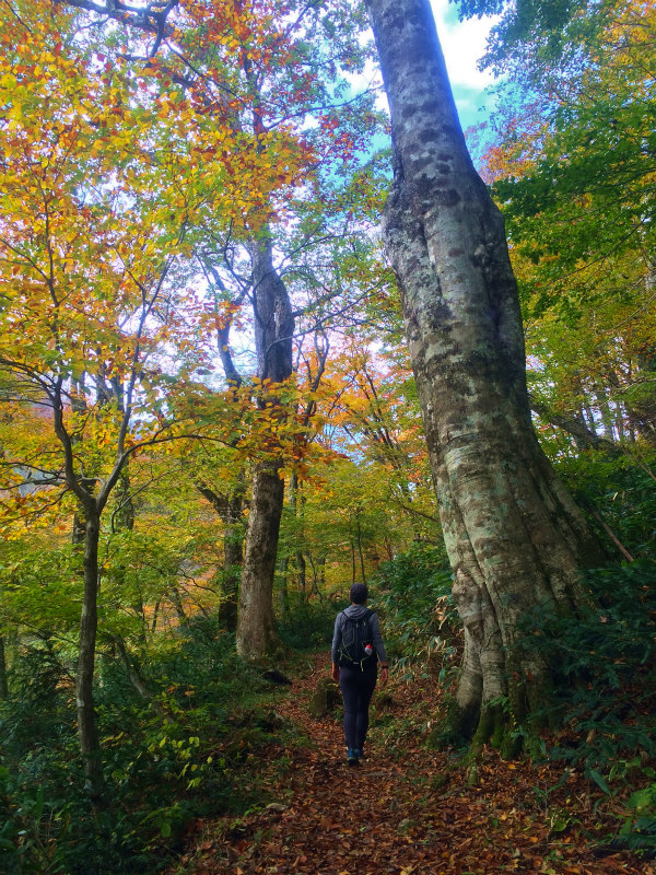 鳥取県 Mountain Running & Body Surfin\' Trip Day.1 矢筈ヶ山 Mountain Running 2014/11/04-05_b0220886_18492384.jpg