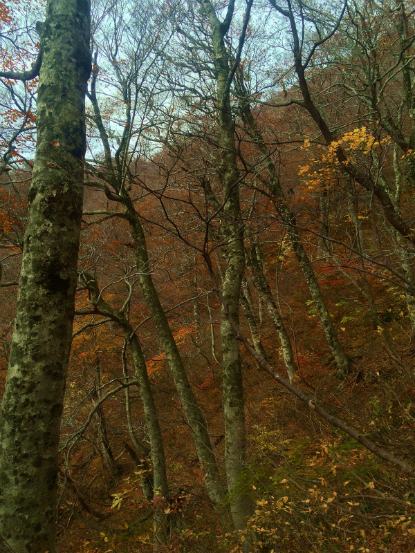 鳥取県 Mountain Running & Body Surfin\' Trip Day.1 矢筈ヶ山 Mountain Running 2014/11/04-05_b0220886_18501229.jpg