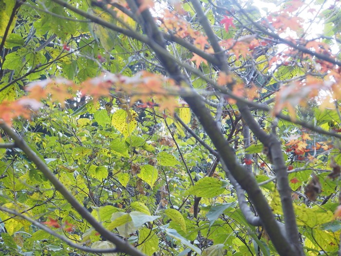 九千部山横断道路の紅葉_a0149488_1755947.jpg