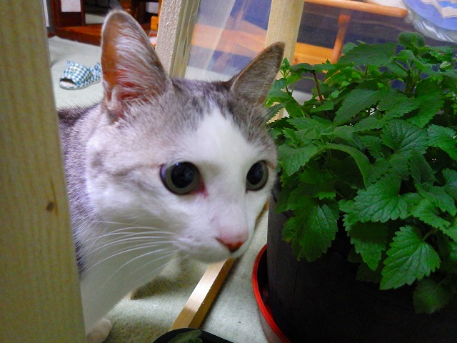 a0159490_10263582.jpg