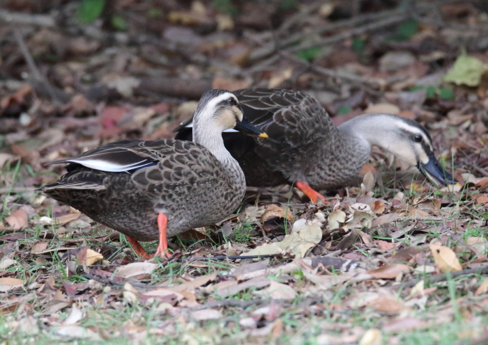 写真日記・ミヤマホオジロ・葛西臨海公園・2014/11/7_c0336400_23544236.jpg