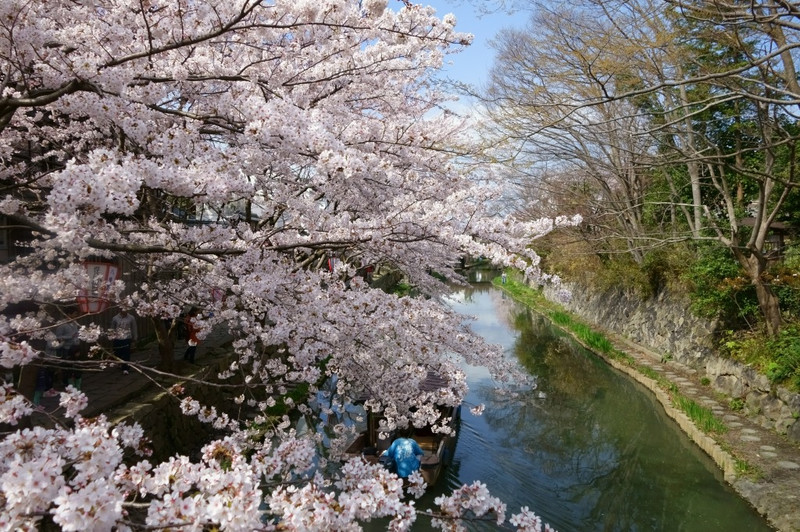 【滋賀】水郷_c0348200_16165014.jpg