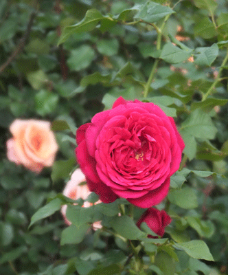 京成バラ園　2014年10月26日・11月3日　（１）_c0204801_22195693.gif