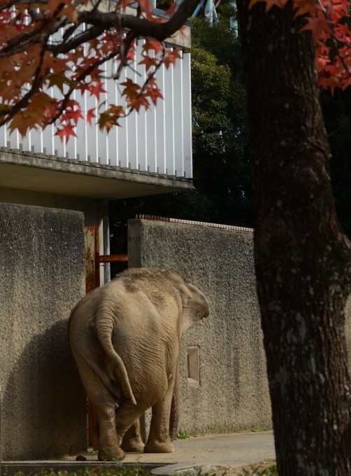 秋の動物園_d0090801_23164767.jpg