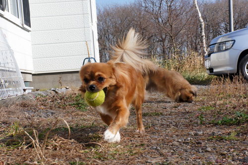 犬たちと遊びました_b0038402_21245637.jpg