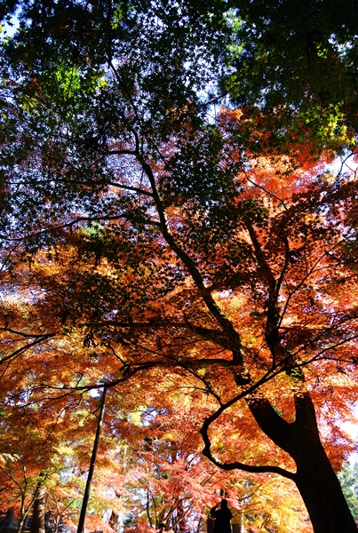 世界遺産・平泉の紅葉２０１４_d0179113_00241808.jpg