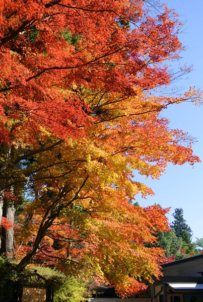 世界遺産・平泉の紅葉２０１４_d0179113_00242051.jpg