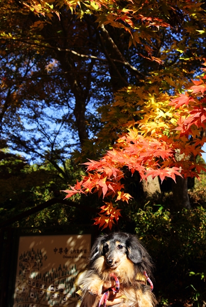 世界遺産・平泉の紅葉２０１４_d0179113_00242362.jpg