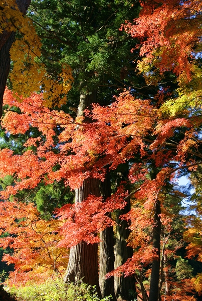 世界遺産・平泉の紅葉２０１４_d0179113_00243187.jpg