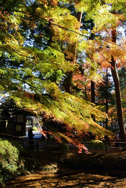 世界遺産・平泉の紅葉２０１４_d0179113_00245007.jpg