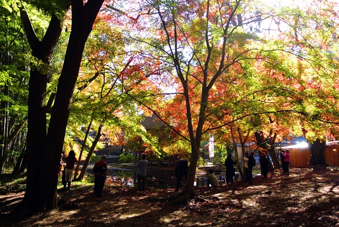 世界遺産・平泉の紅葉２０１４_d0179113_00251390.jpg