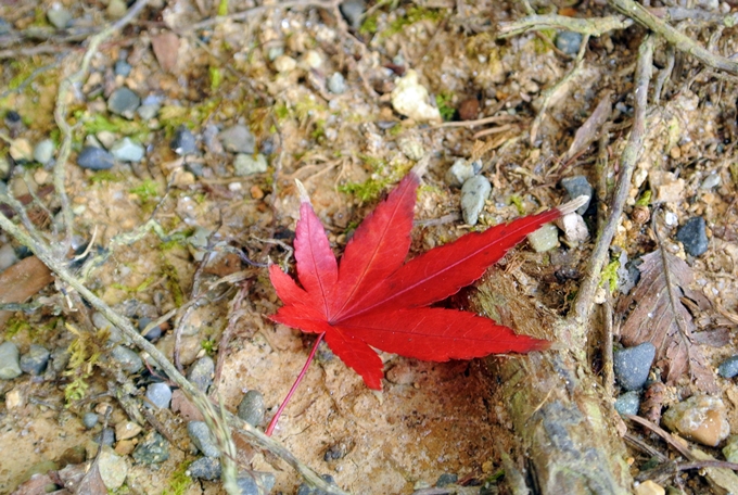 世界遺産・平泉の紅葉２０１４_d0179113_00262040.jpg