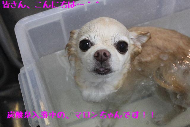 今更ですが・・_b0130018_1623595.jpg