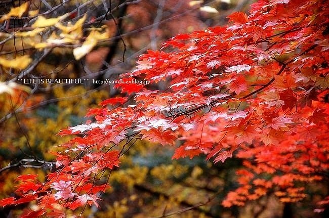 色鮮やかな秋の山_d0083623_23501061.jpg