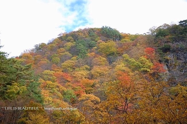 色鮮やかな秋の山_d0083623_2354917.jpg