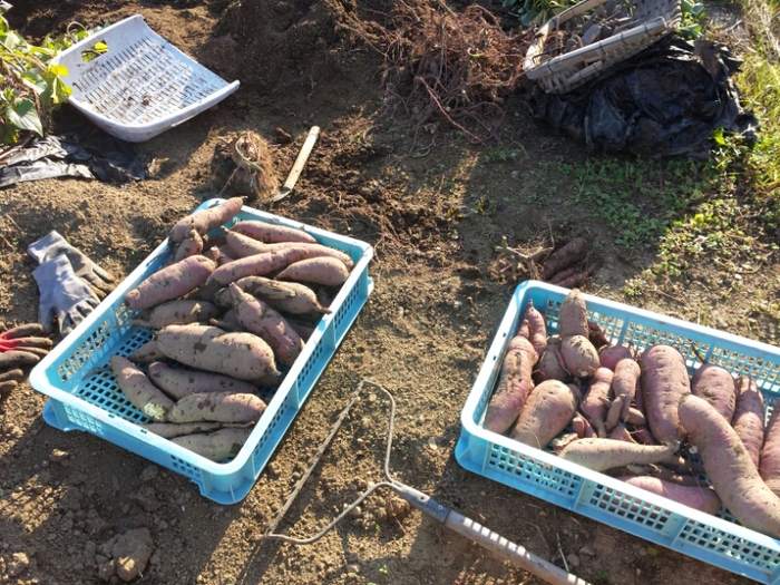 芋掘り_e0155231_1001211.jpg