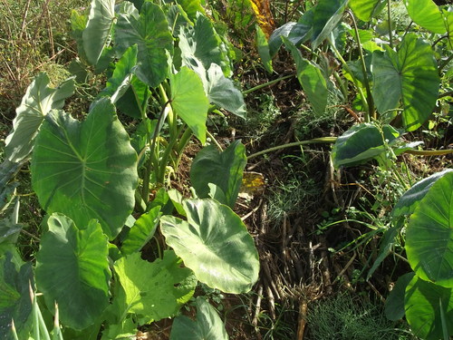 秋の野菜....不出来な”3兄弟”_b0137932_20125388.jpg