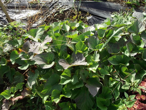 秋の野菜....不出来な”3兄弟”_b0137932_20132778.jpg