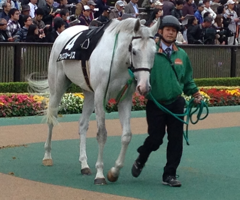 アイスフォーリスの3勝目 東京競馬場の怪人 アイスフォーリスの3勝目 東京競馬場の怪人