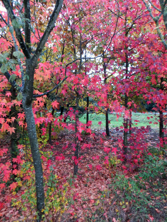 洪水・原発と雨の紅葉_f0234936_8102538.jpg