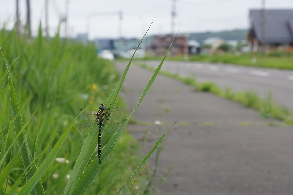 f0295836_23275.jpg