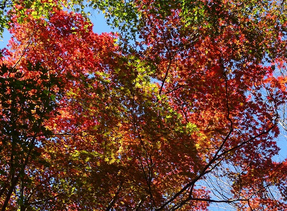笠置寺の紅葉 彩の気まぐれ写真