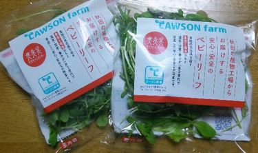 植物工場_f0081443_122416100.jpg