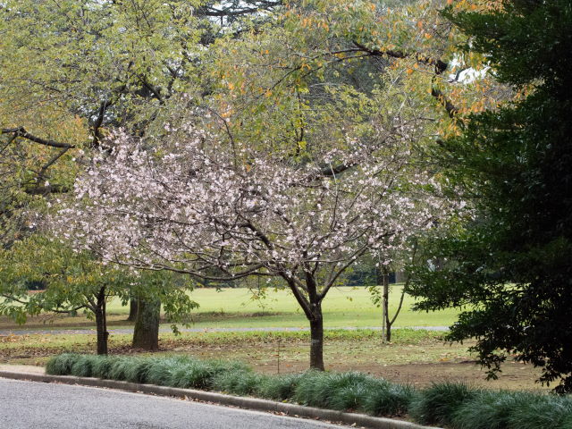 福桜_a0257652_1550194.jpg