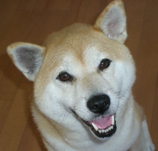 ’14,11,8(土)今日は”いい歯の日”かな?_f0060461_12231452.jpg