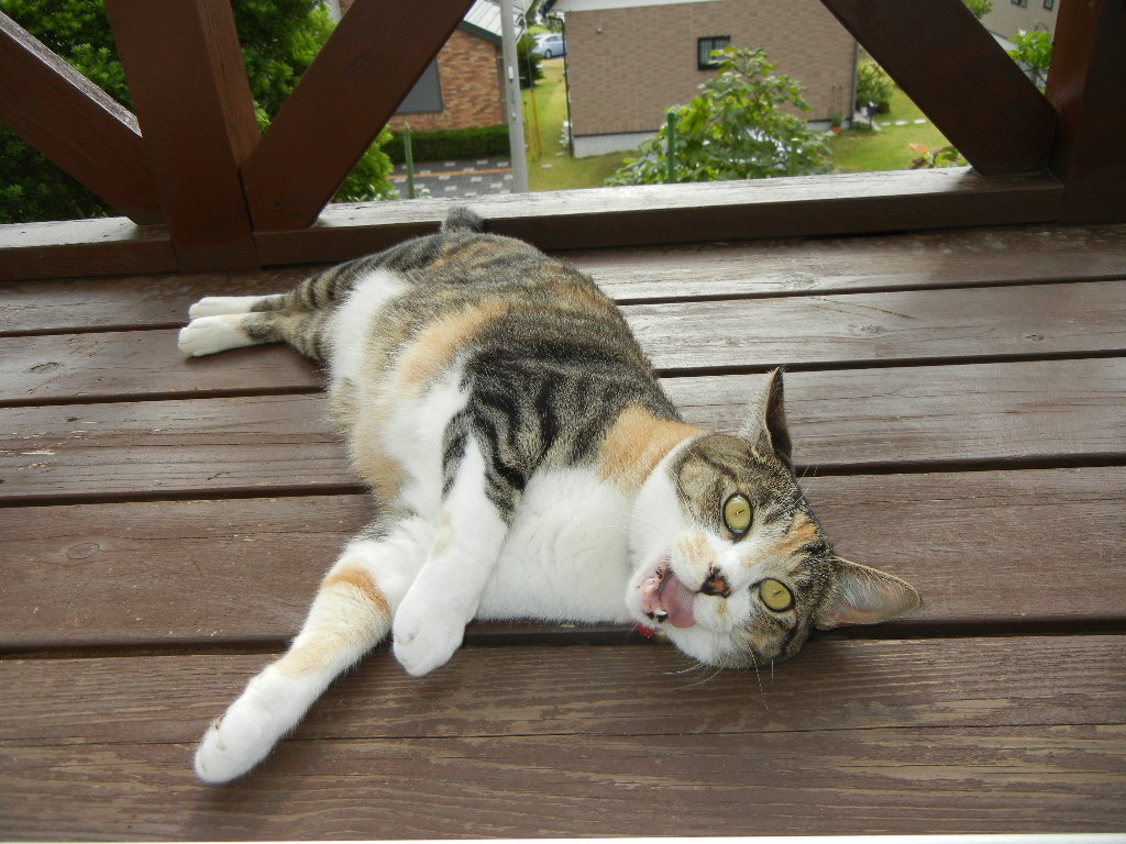 ’14,11,8(土)今日は”いい歯の日”かな?_f0060461_1224744.jpg