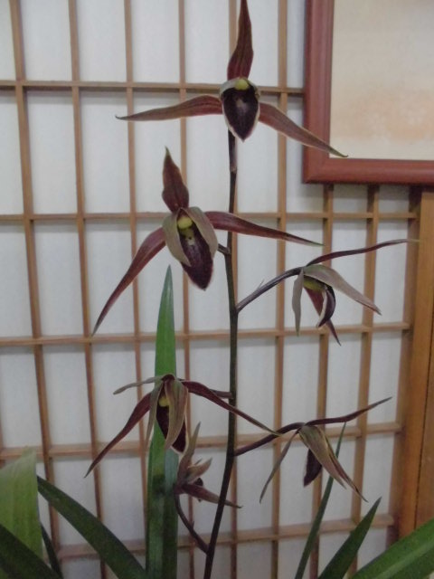 寒蘭-065　66-2HA　豊雪×極楽鳥　苗　交配種 寒蘭-065 66-2HA 豊雪×極楽鳥 苗 交配種 寒蘭-065 66-2HA 豊雪×極楽鳥