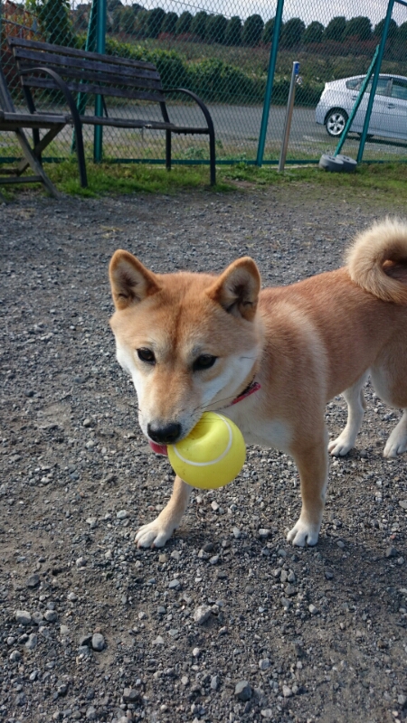 明日のわんわん大運動会_c0345972_13115133.jpg