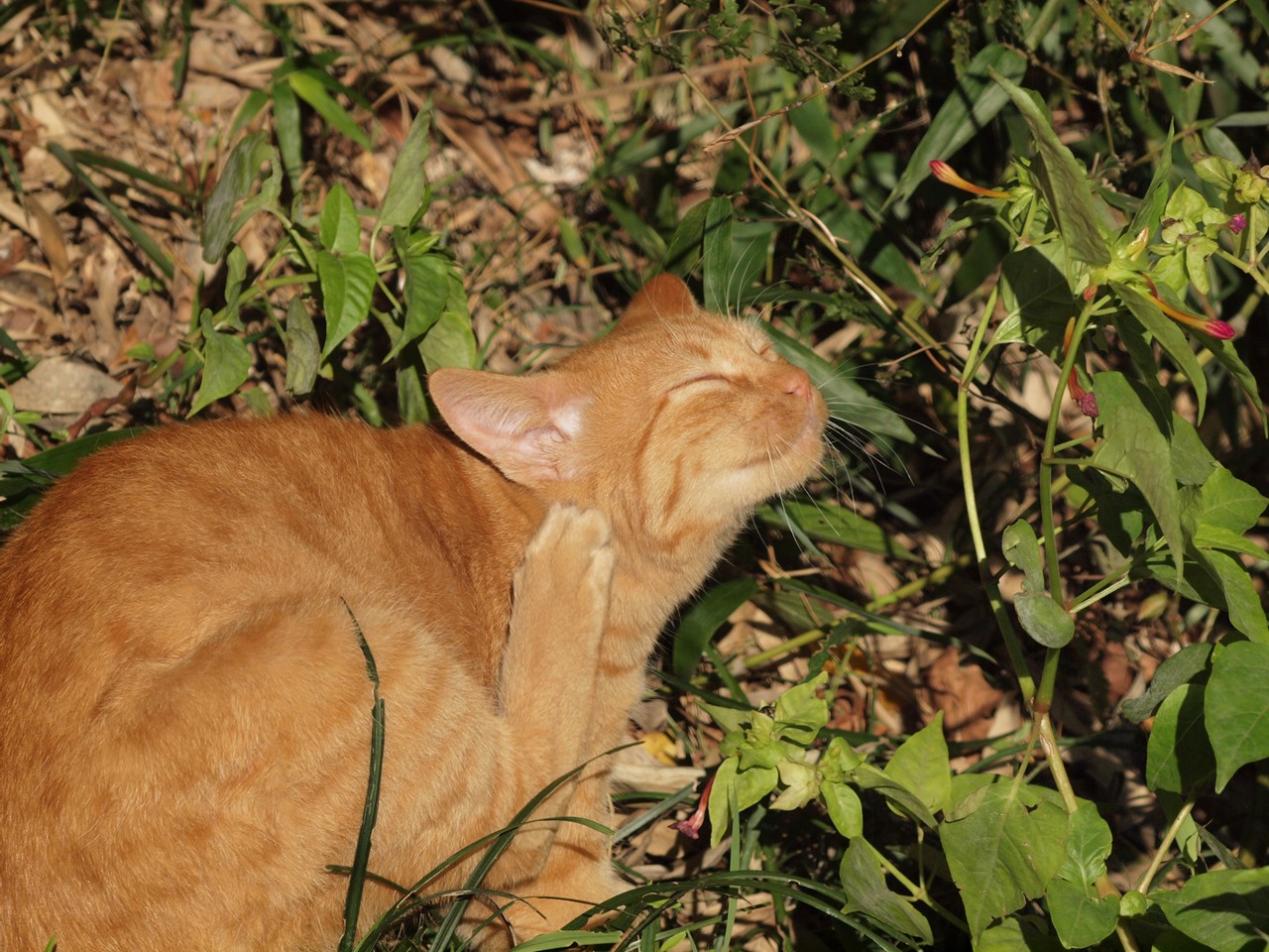 『梅林公園の姫蔓蕎麦(ヒメツルソバ)と粕森猫達・・・♪』_d0054276_20161100.jpg