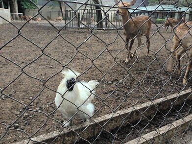 静岡県三島市：「三嶋大社」の烏骨鶏・・・続報！_c0014187_2154348.jpg