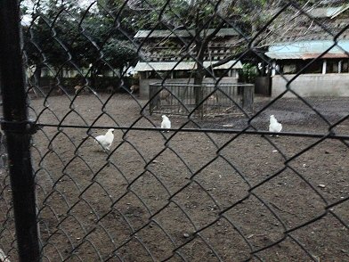 静岡県三島市：「三嶋大社」の烏骨鶏・・・続報！_c0014187_21551667.jpg