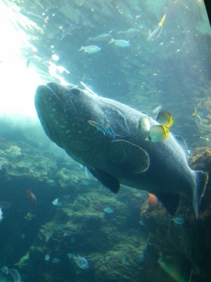 沖縄２日目：美ら海水族館_f0008991_20411861.jpg