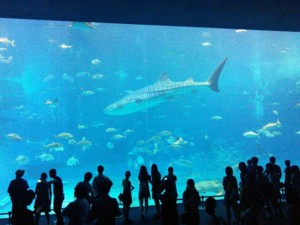 沖縄２日目：美ら海水族館_f0008991_20412932.jpg