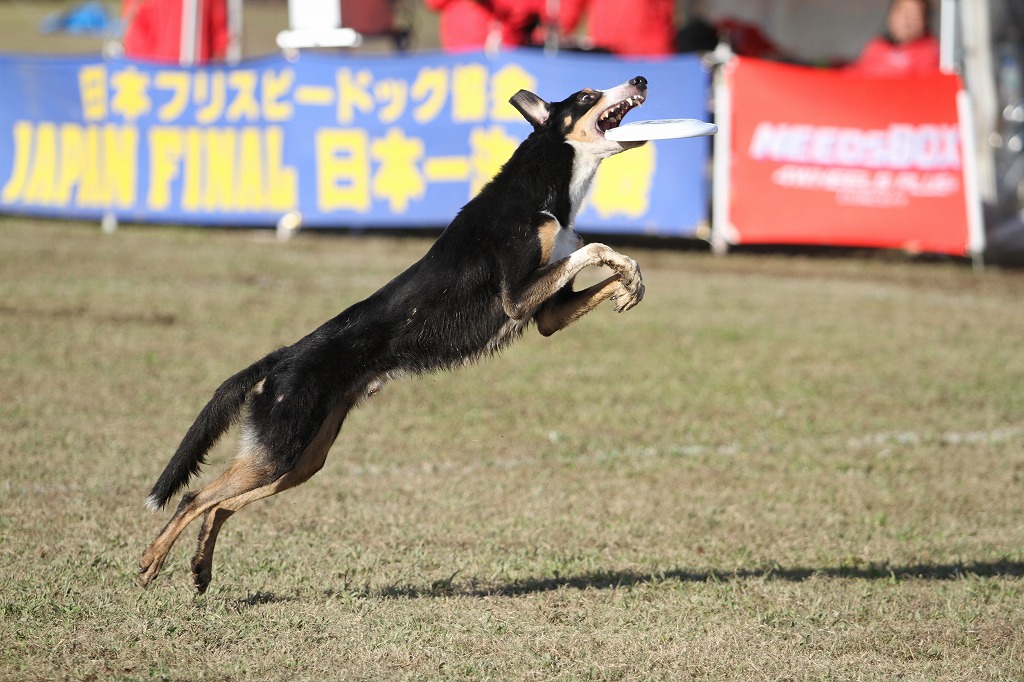 JAPAN FINAL 2014津　グラチャン決勝R_a0090292_14432151.jpg