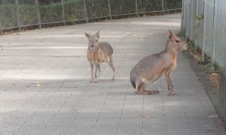 秋の動物園_f0033893_14164161.jpg