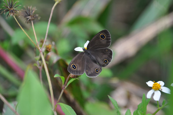 沖縄県の蝶・タテハチョウ科その１（２０１４年１０月１９～２１日）_c0049095_19541233.jpg