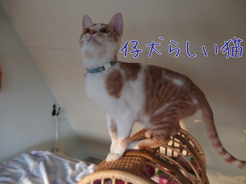 猫らしく_a0177105_19375961.jpg