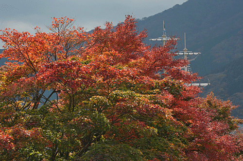 全山紅葉　箱根の秋_a0278809_1550788.gif