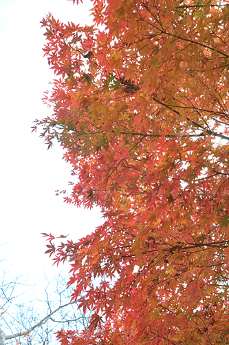 全山紅葉　箱根の秋_a0278809_15514219.gif