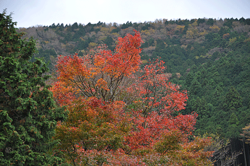 全山紅葉　箱根の秋_a0278809_15522075.gif